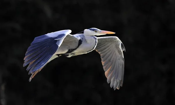 Heron volant dans le ciel — Photo