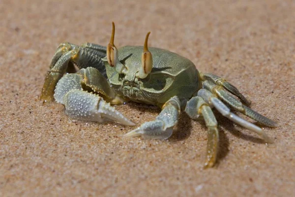 Krab Pláži Seychely Indický Oceán Afrika — Stock fotografie