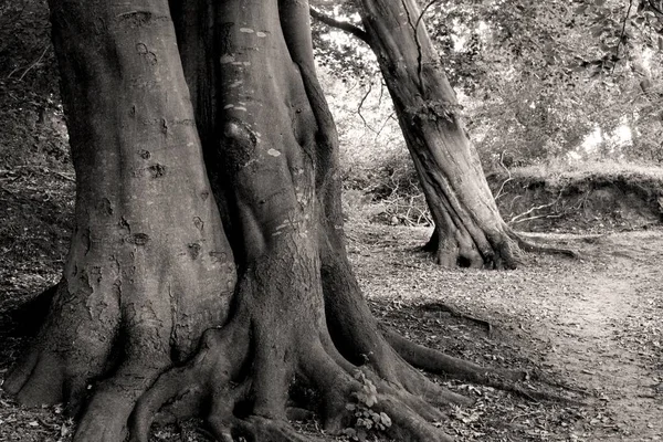 Παλαιά Οξιά Δέντρα Μαύρο Και Άσπρο Dornbusch Δάσος Hiddensee Μεκλεμβούργο — Φωτογραφία Αρχείου