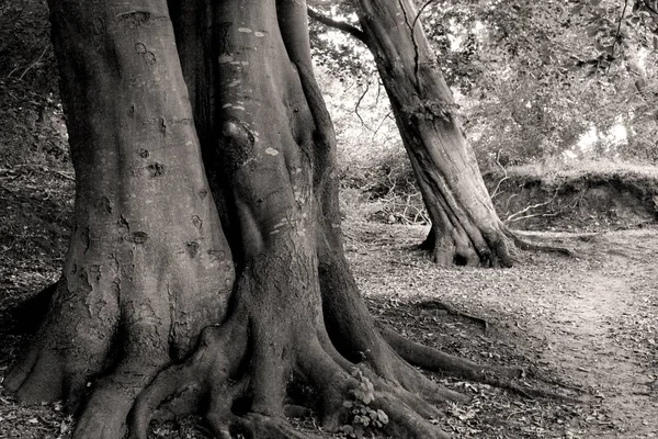 Haya Vieja Blanco Negro Bosque Dornbusch Hiddensee Mecklemburgo Pomerania Occidental —  Fotos de Stock