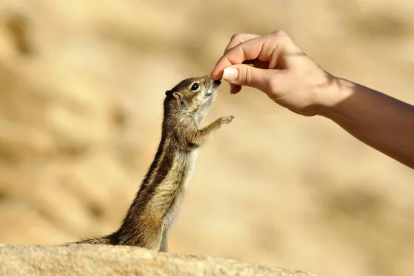 Barbary Ground Squirrel Atlantoxerus Getulus Being Fed Hand Fuerteventura Canary — Stock fotografie