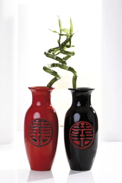 Lucky Bamboo in vases, Dracaena sanderiana
