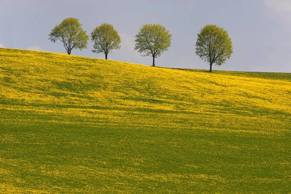 Empat Pohon Padang Rumput Dandelion Rettenbach Unterallgaeu Bavaria Jerman Eropa — Stok Foto