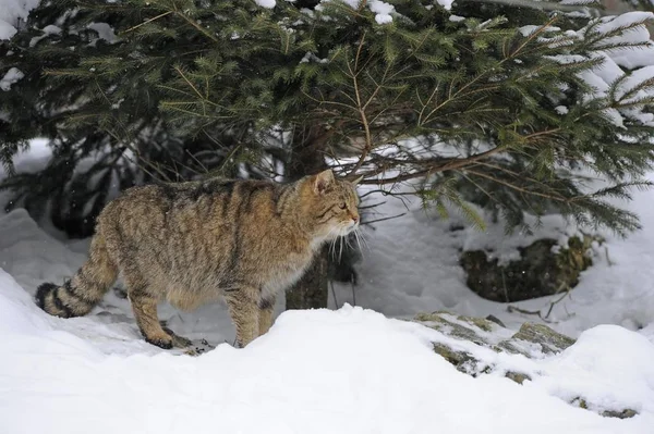 Wildcat Felis Silvestris Winter Forest — Stock Photo, Image