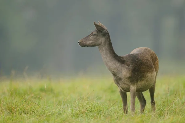 Ciervo Aire Libre Dama Dama — Foto de Stock