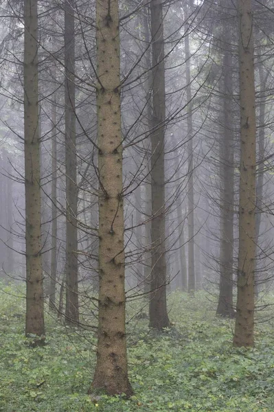 Floresta Abeto Picea Abies — Fotografia de Stock