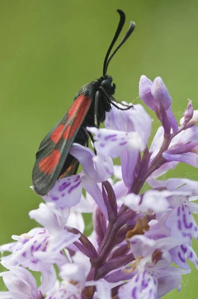 Slender Scotch Burnet Moth Zygaena Loti Lictoria Lotis Seiser Alm — Stock Photo, Image