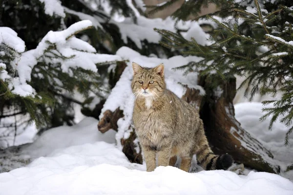 Wilde Kat Felis Silvestris Winter Forest — Stockfoto