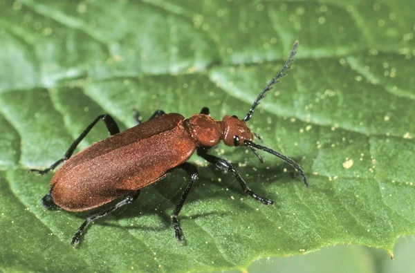 Närbild Röd Hövdad Kardinal Skalbagge Pyrochroa Serraticornis — Stockfoto