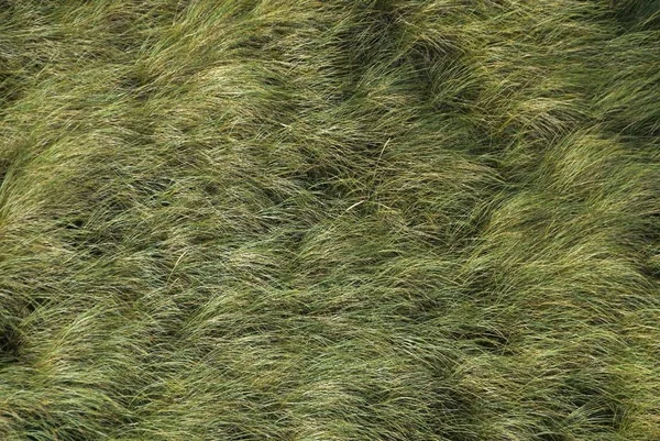 Europese Marram Gras Beachgrass Ammophila Arenaria Wind Noordzee Denemarken Europa — Stockfoto