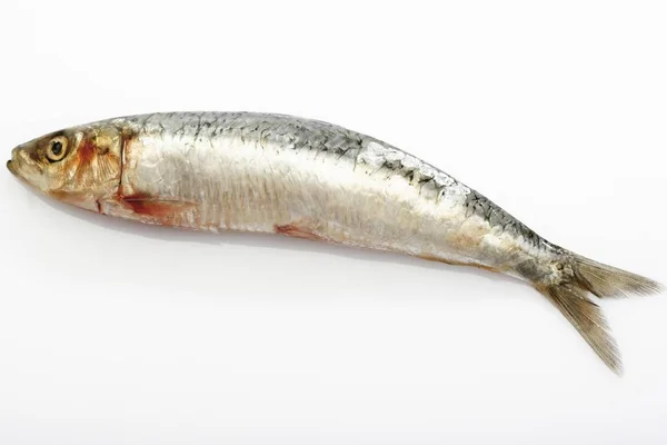 Sardine Pilchard Fond Blanc — Photo