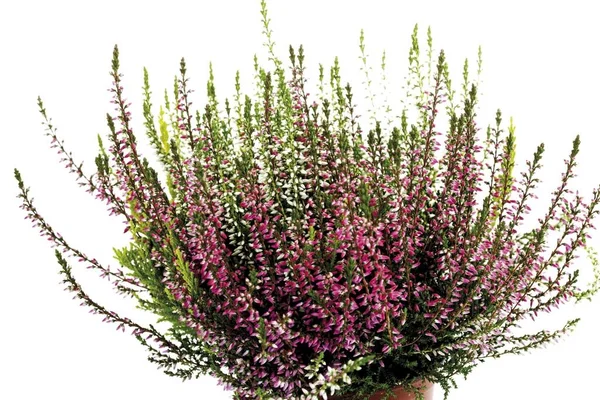 Planta de brezo púrpura —  Fotos de Stock