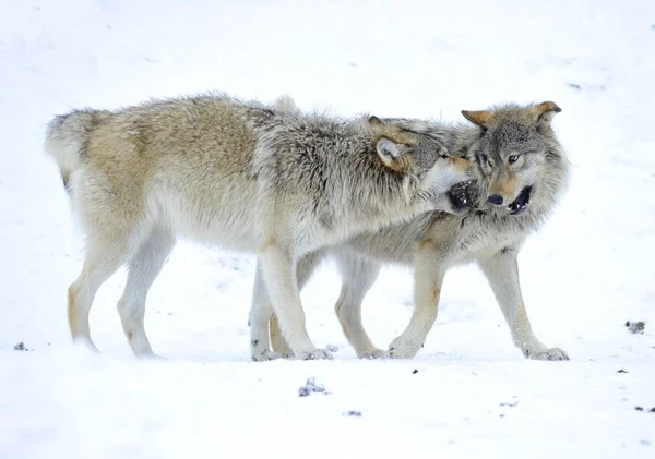マッケンジー バレー オオカミ アラスカのツンドラ狼や雪の中でカナダの材木オオカミ — ストック写真