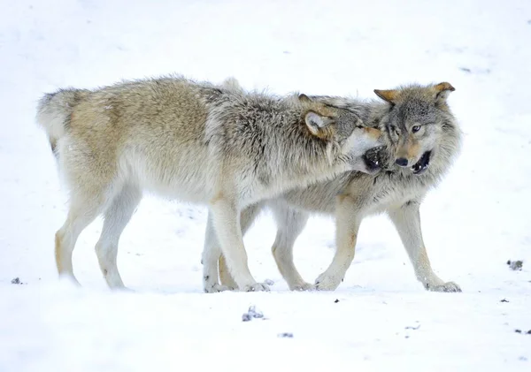 Mackenzie Valley Wolf Alaska Tundra Wolf Canadian Timber Wolf Nieve —  Fotos de Stock