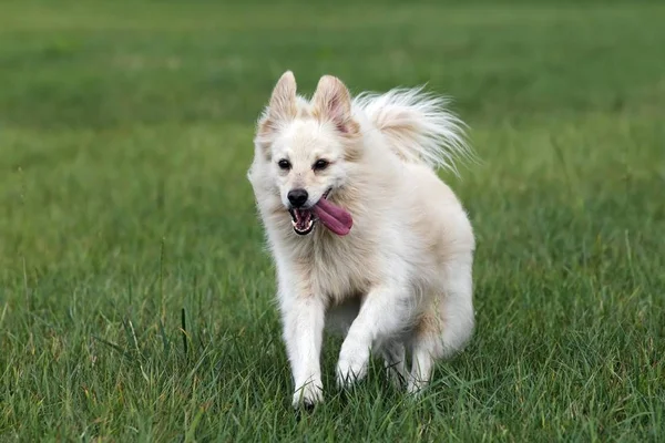 Mały Biały Pies Kundlu Spitz Canis Lupus Familiaris Uruchomiona Łące — Zdjęcie stockowe