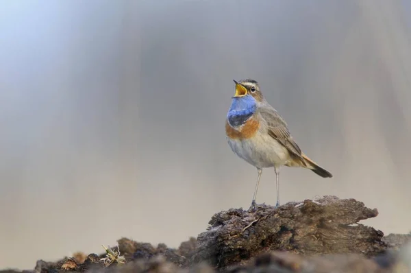 Luscinia Svecica Bluethroat — 스톡 사진