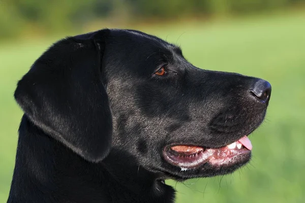Jovem Preto Labrador Retriever Cão Retrato — Fotografia de Stock