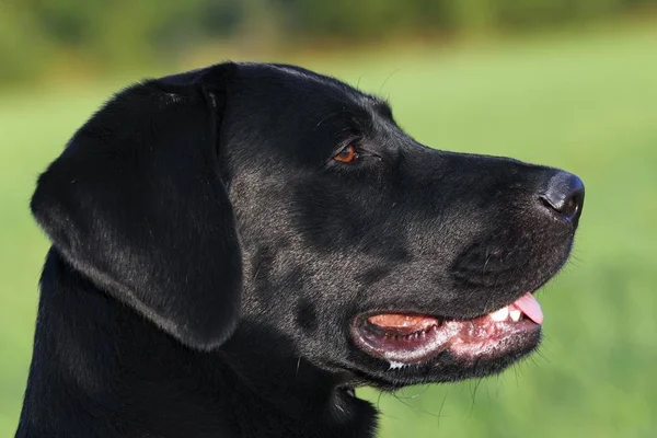 Mladý Černý Labradorský Retrívr Pes Portrét — Stock fotografie