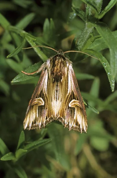 Nahaufnahme Der Violetten Wolkenmotte Aktinotia Polyodon — Stockfoto