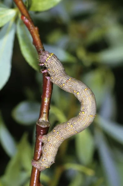 Close Brindled Beauty Lycia Hirtaria Caterpillar — Stock Photo, Image