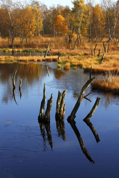Charneca Com Lago Vidoeiros Outono Naturschutzgebiet Wittmoor Reserva Natural Hamburgo — Fotografia de Stock