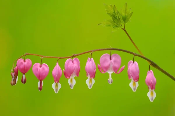 Rosa Dicentra Spectabilis Corações Flores — Fotografia de Stock