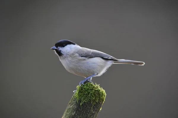 Little Marsh Tit bird — Stock Photo, Image