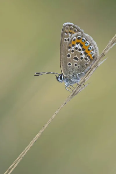 Nahaufnahme Von Silberbesetztem Blau Plebejus Argus — Stockfoto