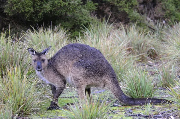 캥거루 Macropus Fuliginosus Fuliginosus 캥거루 아일랜드 오스트레일리아 오세아니아 — 스톡 사진