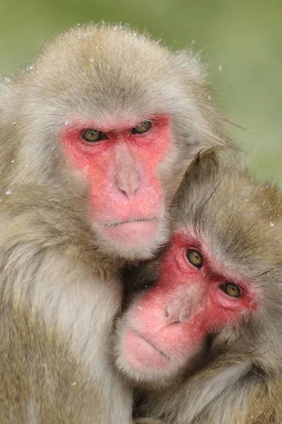 Macaques Japonais Macaca Fuscata Hiver — Photo