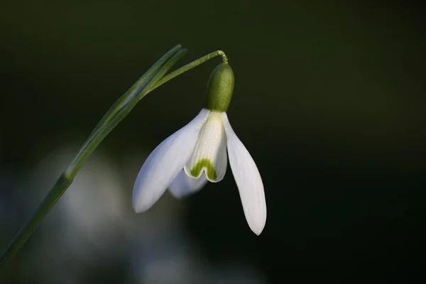 Beautiful blossoms Snowdrops flower — Stock Photo, Image