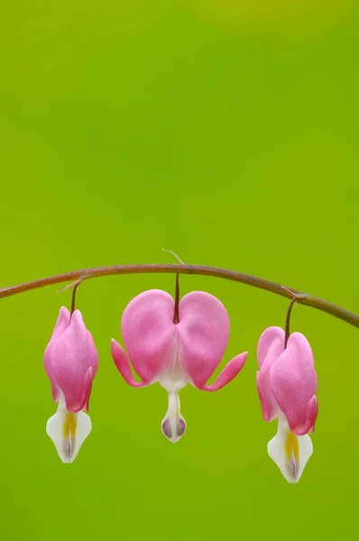 Pink Dicentra Spectabilis Hearts Flowers — Stock Photo, Image