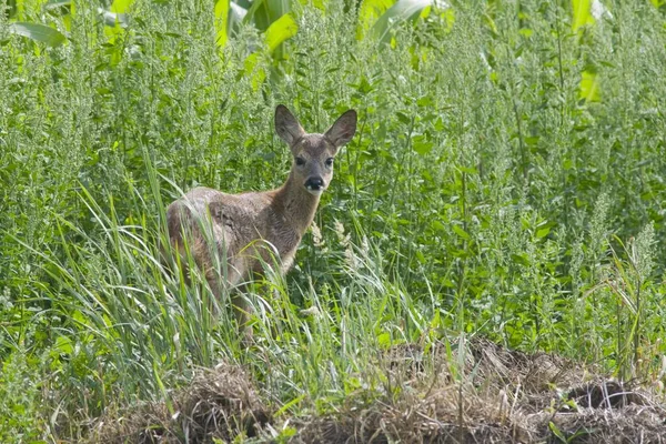 Cervos Roe Livre Capreolus Capreolus Fawn — Fotografia de Stock