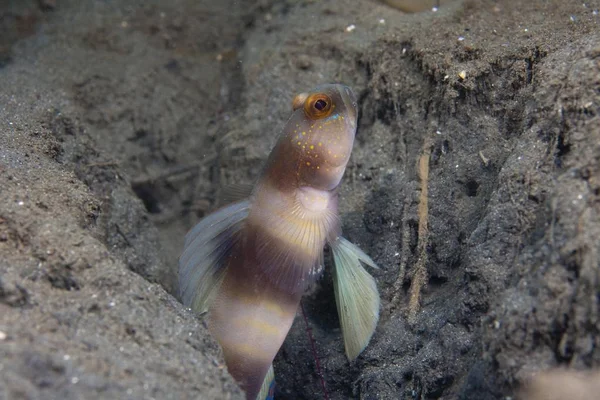 Giant Prawn Goby Amblyeleotris Periophthalmus — Stock Photo, Image