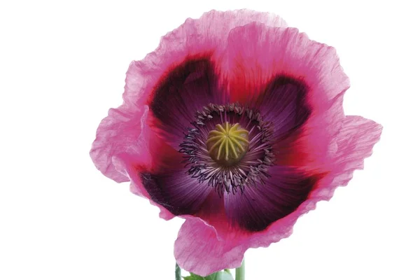 Papoilas Ópio Papaver Somniferum Fundo Branco — Fotografia de Stock