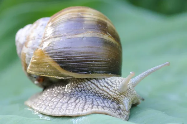 Bordo Salyangoz Roma Salyangoz Helix Pomatia — Stok fotoğraf