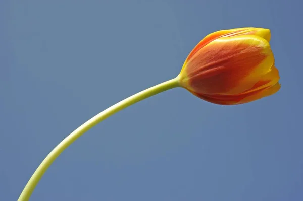Uma Única Flor Tulipa Vermelho Orage Amarelo Tulipa — Fotografia de Stock