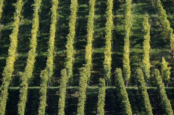 Vinrankor Vingårdar Stuttgart Baden Wuerttemberg Tyskland Europa — Stockfoto