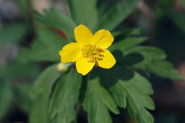 Квітуча Жовта Квітка Анемони — стокове фото