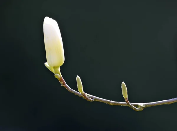 Yulan Magnolia Magnolia Denudata Desr Κεντρική Κίνα — Φωτογραφία Αρχείου