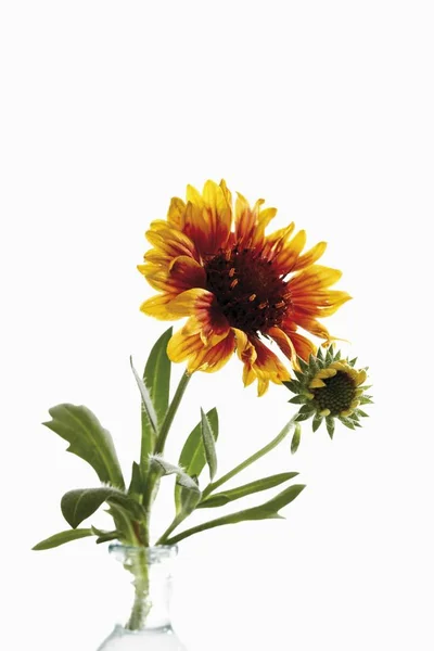 Gaillardie Fleur Couverture Gaillardie Isolée Sur Blanc — Photo