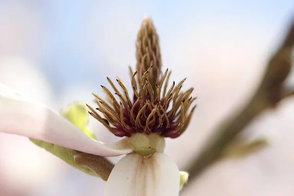 Pistil Uma Flor Magnolia Close — Fotografia de Stock