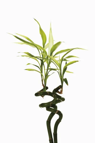 Lucky Plante Bambou Vert Dracaena Sanderiana — Photo