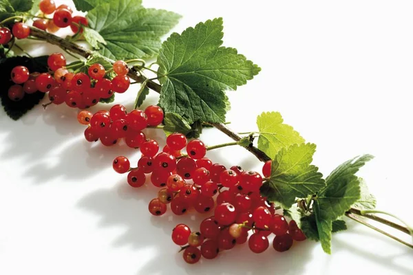 Grosellas Rojas Rama Con Hojas — Foto de Stock