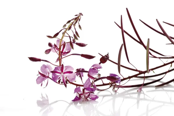 Fireweed Fehér Háttér — Stock Fotó