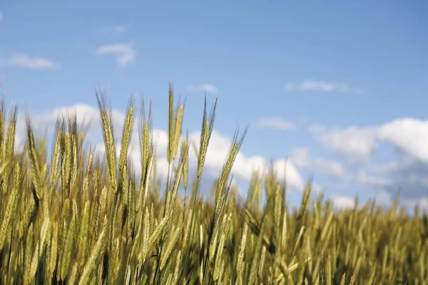 Mooie gerst veld — Stockfoto