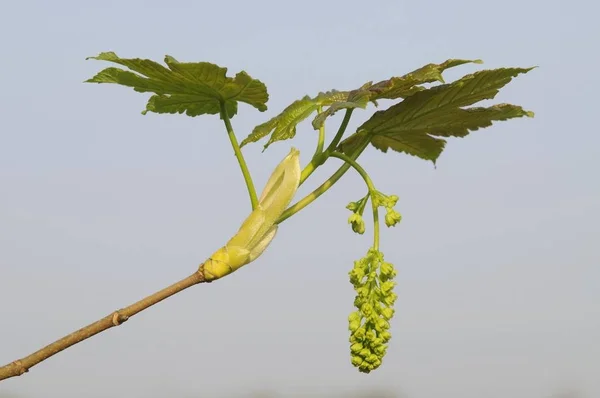 Sycamore Maple Acer Pseudoplatanus Flowers — Stock Photo, Image