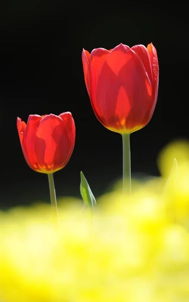 Verano Rojo Tulipanes Flores Campo — Foto de Stock