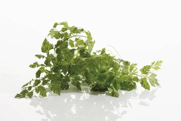 Green Fresh Chervil Sprigs — Stock Photo, Image