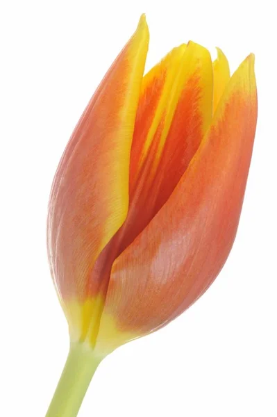 Eine Einzige Tulpenblüte Rote Oder Gelbe Tulpen Isoliert Auf Weiß — Stockfoto